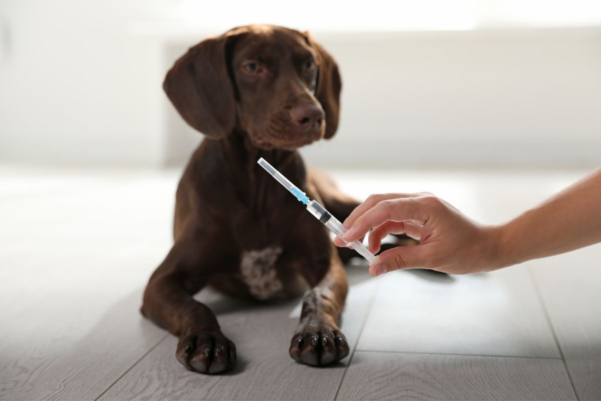 What is the Rattlesnake Vaccine For Dogs? Fursure Blog